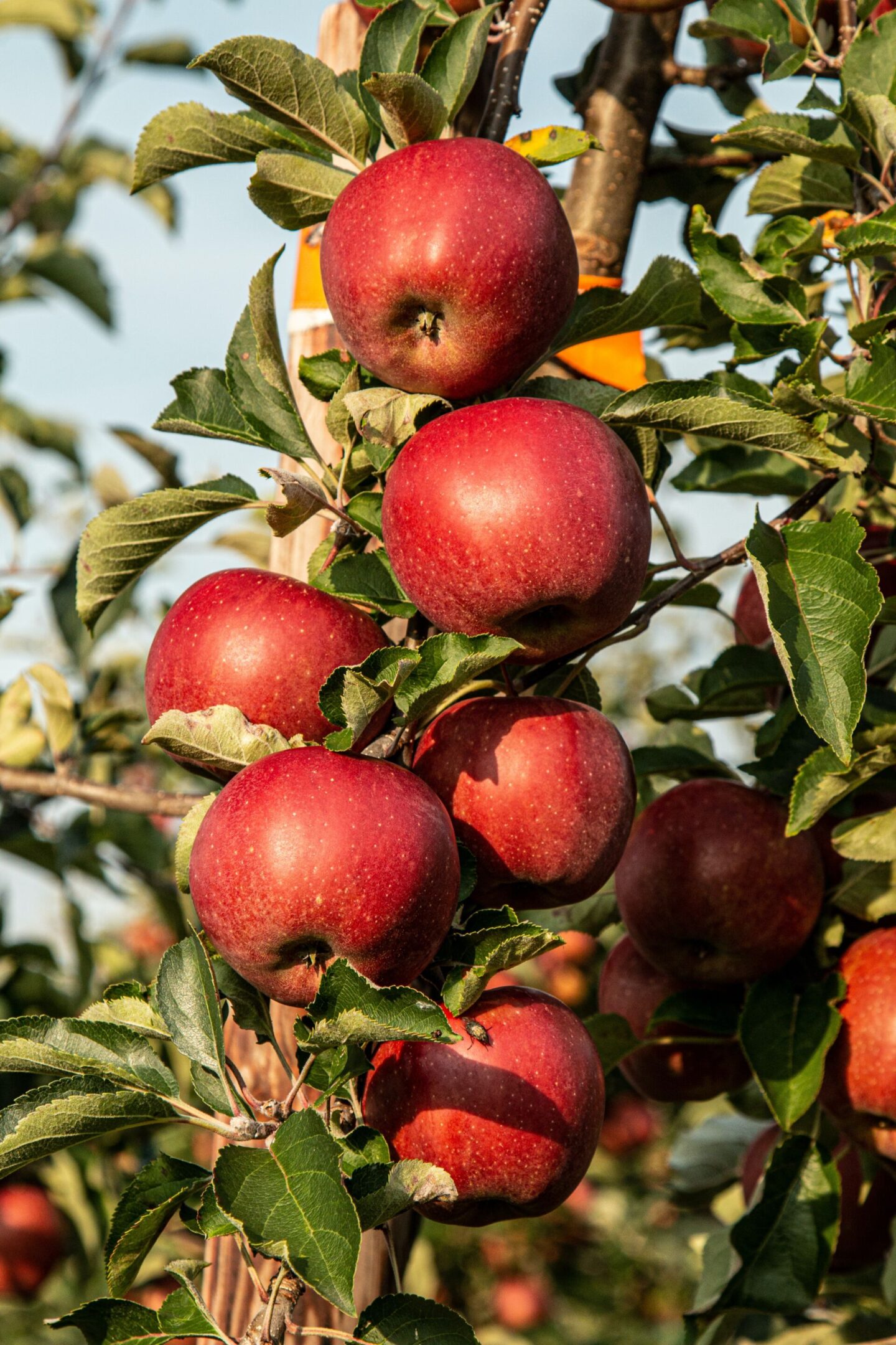 apples