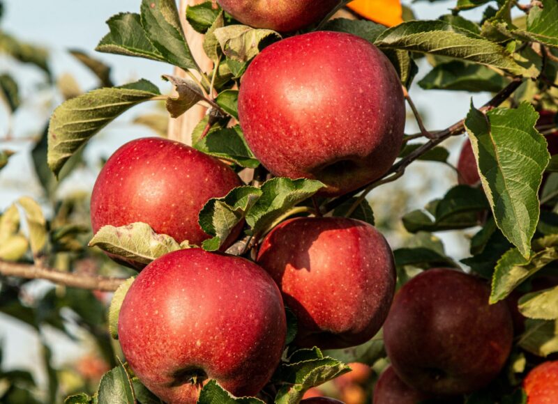 apples