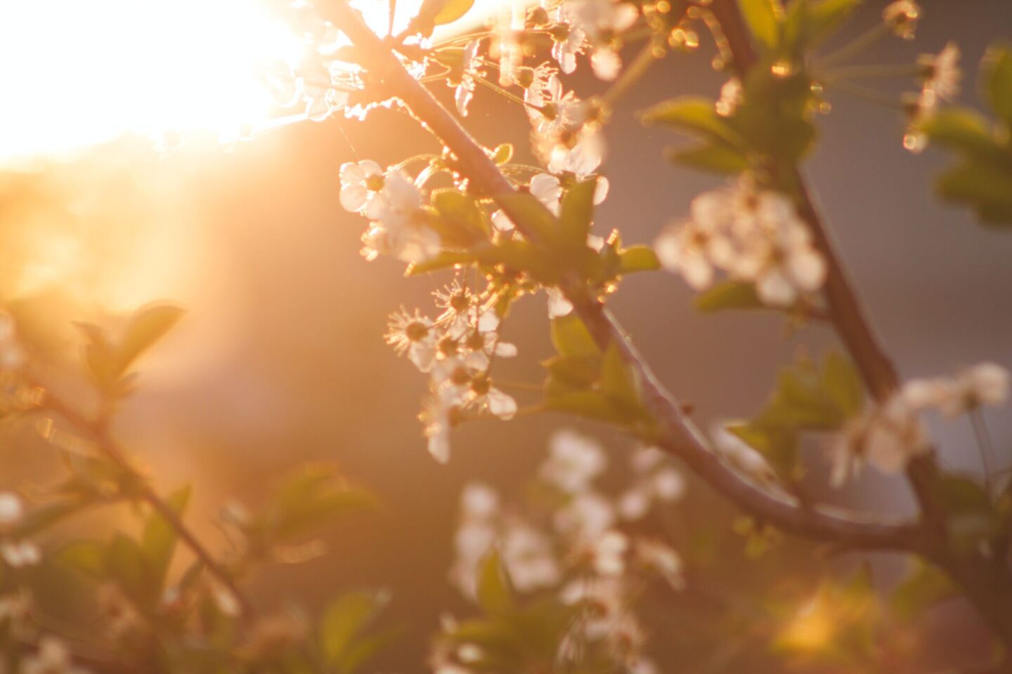 Spring, Violet Glenton