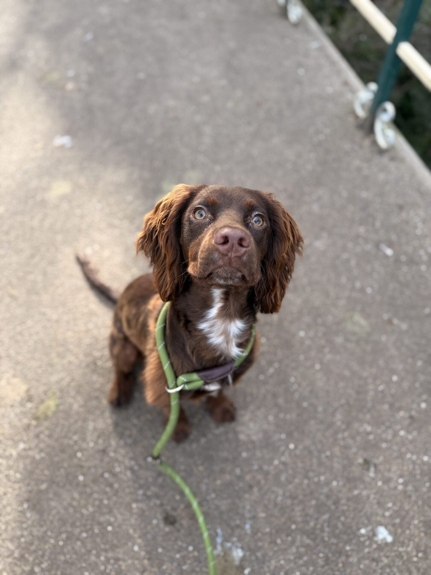 cocker spaniel, Violet Glenton